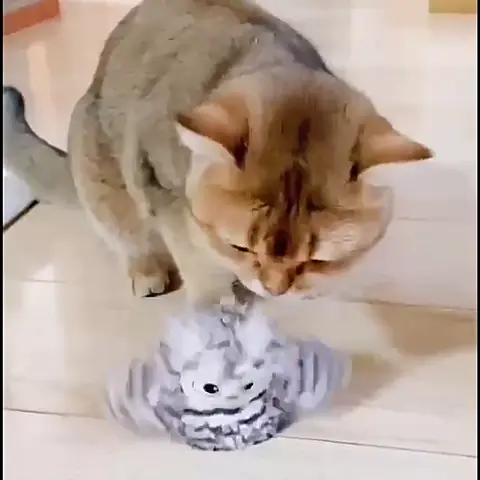 Gato pulando na Corujinha no chão
